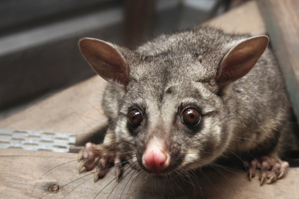 possum catcher perth