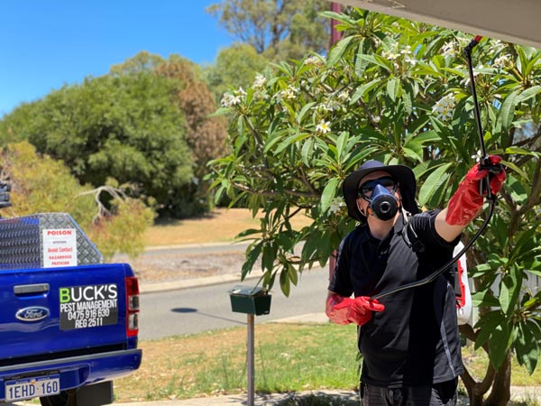 pest treatment byford wa