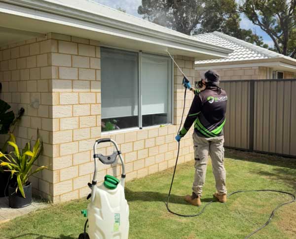 pest treatments spiders perth