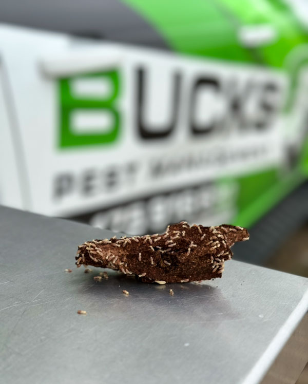 termite treatments perth